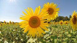 Free Images : sky, flower, green, blue, yellow, agriculture, flora ...