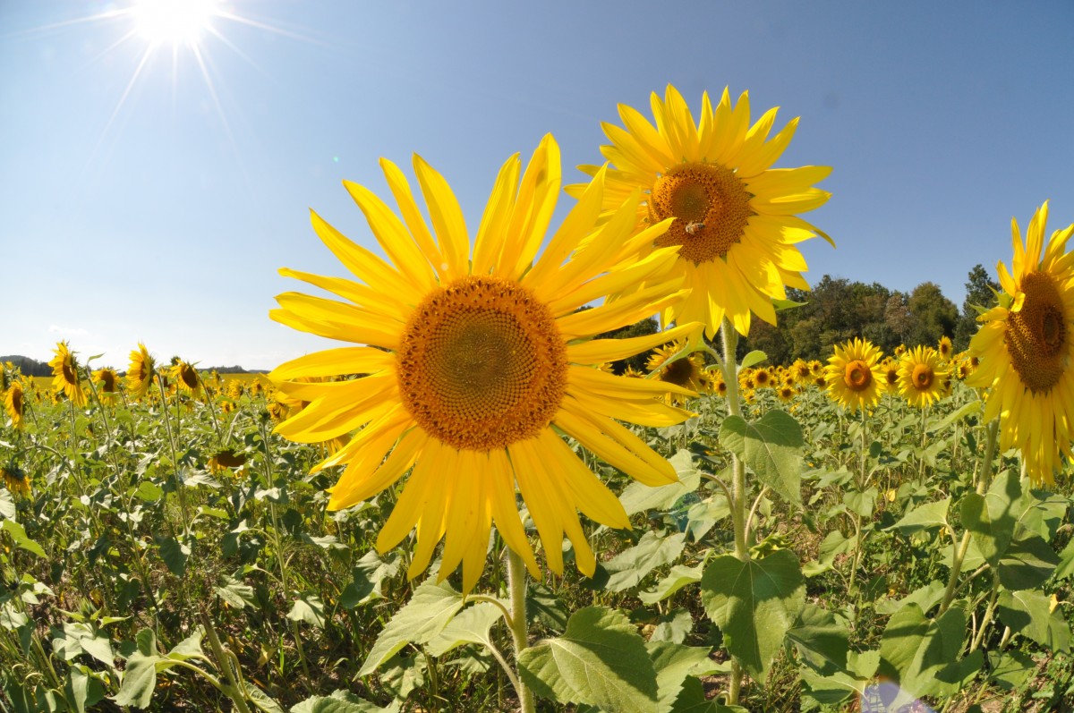 Free Images : sky, flower, green, blue, yellow, agriculture, flora ... Free Images : sky, flower, green, blue, yellow, agriculture, flora ...